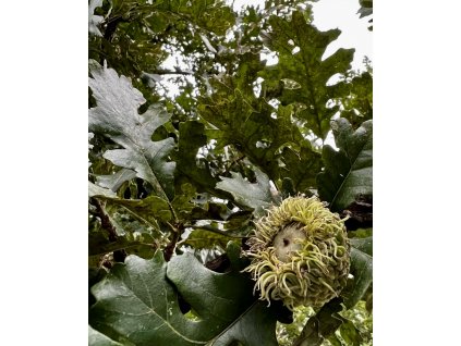 dub velkoplodý lat. Quercus macrocarpa