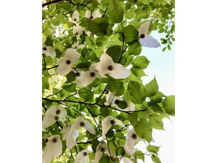 davídie listenová lat. Davidia involucrata  60-80 cm