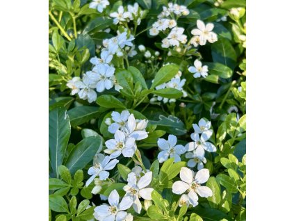 choísie ´Greenfingers´ lat. Choisya dewitteana syn. mexický pomerančovník 15-30 cm