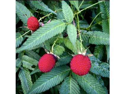 ostružiník jahodnatý lat. Rubus illecebrosus