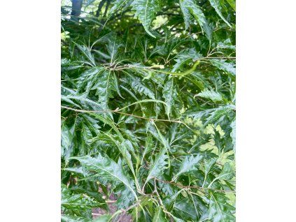 Buk lesní 'Comptoneifolia' lat. Fagus sylvatica