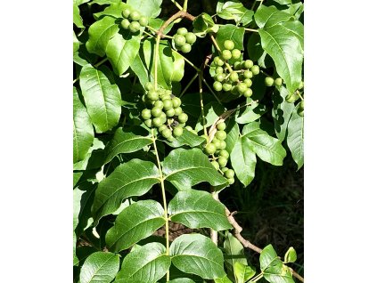 korkovník amurský lat. Phellodendron amurense