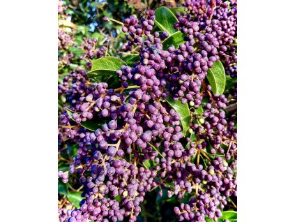 ptačí zob japonský lat. ligustrum japonicum 30-50cm