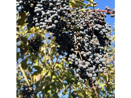 ptačí zob Chenaultův lat. Ligustrum chenaultii