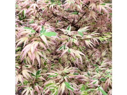 javor dlanitolistý ‘Butterfly’ lat. Acer palmatum syn. japonský javor 20-40 cm