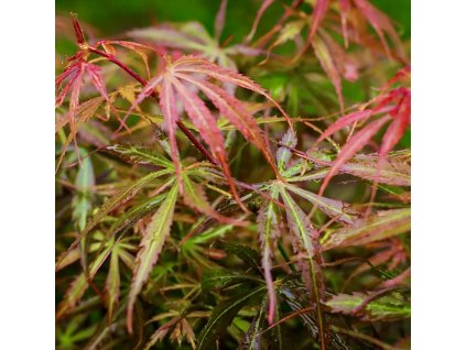 javor dlanitolistý ‘Jerre Schwartz’ lat. Acer palmatum syn. japonský javor 20-40 Cm