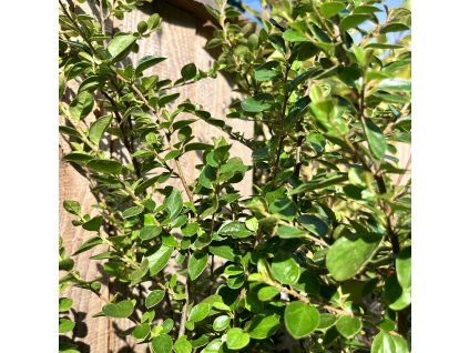 Skalník indický lat. Cotoneaster nagaensis