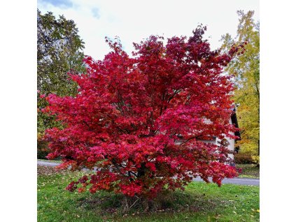 javor dlanitolistý lat. Acer palmatum 30-60 Cm