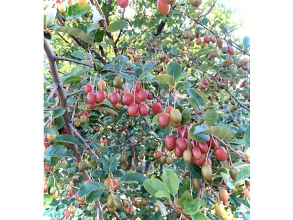 hlošina stříbrná lat. Elaeagnus commutata 40-60 cm