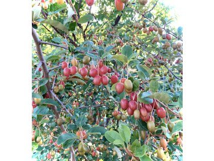 Hlošina stříbrná lat. Elaeagnus commutata