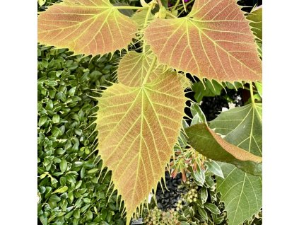 lípa Henryho lat. Tilia henryana 40 - 50 cm