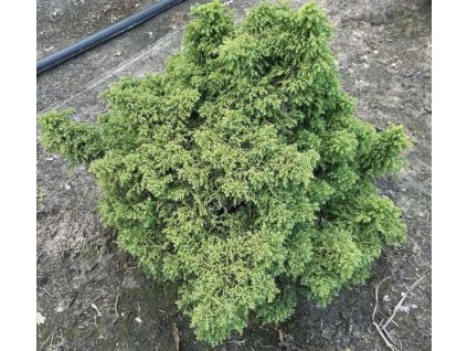 Cryptomeria japonica yokohama