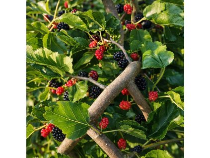 Detail plodů moruše na větvi, zrající červené a černé moruše mezi zelenými listy