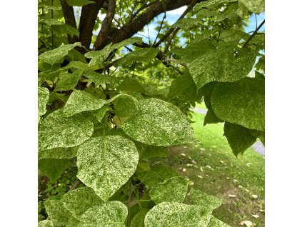 katalpa nádherná ´Pulverulenta´ lat. Catalpa speciosa 50 - 80 cm