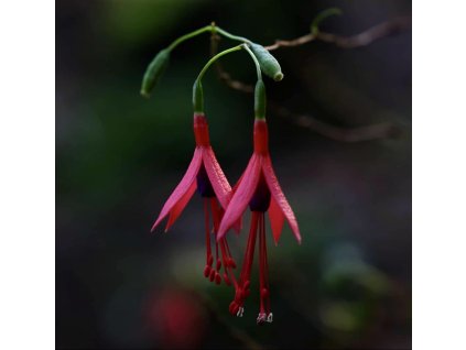 fuchsie Hatschbachova lat. Fuchsia hatschbachii syn. mrazuvzdorná fuchsie 40-70 Cm