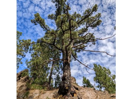 borovice kanárská lat. Pinus canariensis  Exotická borovice z Kanárských ostrovů