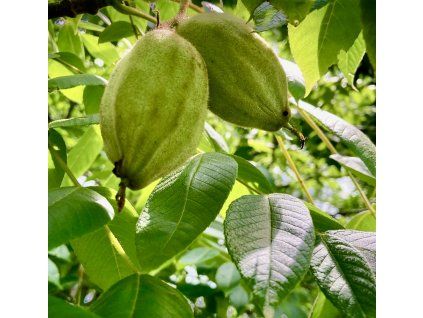 ořešák popelavý lat. Juglans cinerea