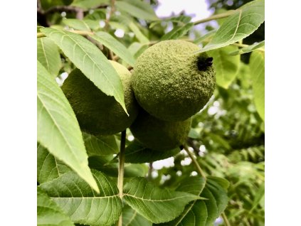 ořešák černý lat. Juglans nigra 30-50 cm