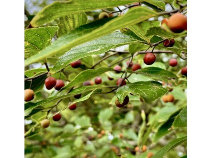 břestovec čínský lat. Celtis sinensis 70-90cm  Okrasný strom s jedlými plody a zajímavou kůrou
