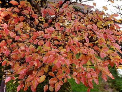 habr Turčaninovův lat. Carpinus turczaninowii 40-60cm