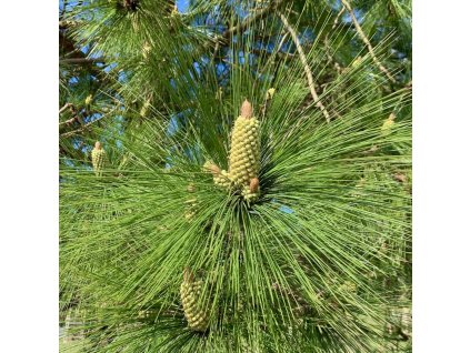 borovice dlouholistá lat. Pinus roxburghii 20-40 cm  Exotický jehličnan s mimořádně dlouhými jehlicemi
