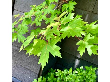 javor stříbrný lat. Acer saccharinum 80-100 cm
