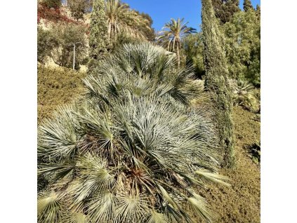 žumara nízká lat. chamaerops humilis (semenáč)