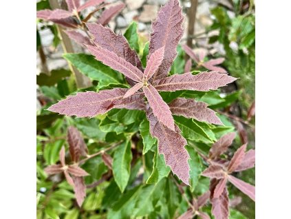 dub lokvátový 'MAYA' lat. Quercus rhysophylla syn. dub mexický 60-80 cm