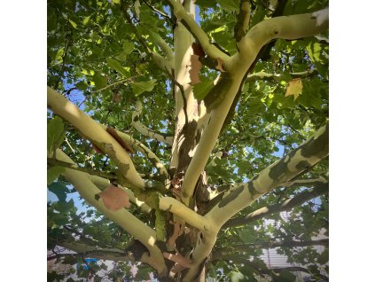 platan javorolistý lat. Platanus × acerifolia syn. platan hispánský 30-60cm