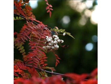 Jeřáb Koehneův lat. Sorbus koehneana