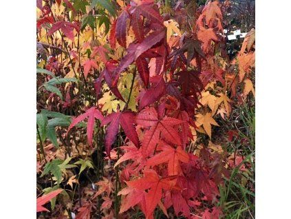 Javor elegantulum lat. Acer elegantulum 50-70 Cm