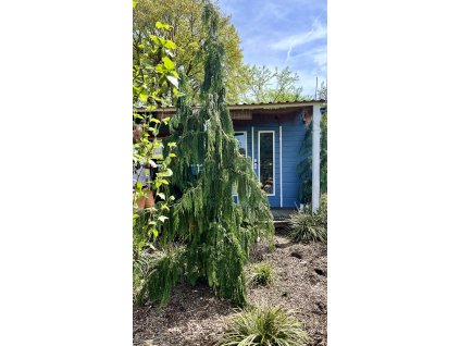 cypřišek nutkajský 'Pendula' lat. Chamaecyparis nootkatensis 180-200cm