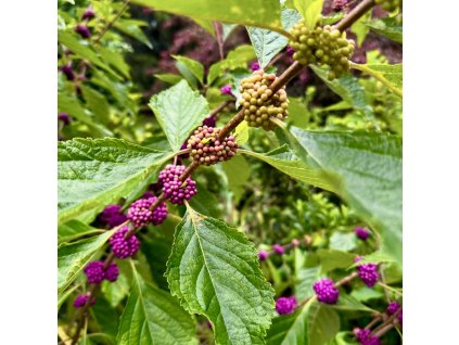 krásnoplodka americká lat. Callicarpa americana (jedlá krásnoplodka)