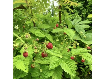 jahodník obecný lat. Fragaria vesca