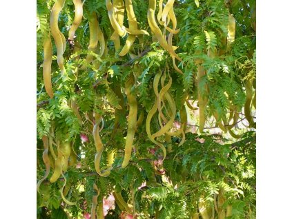 dřezovec trojtrnný ´Inermis´ lat. Gleditsia triacanthos