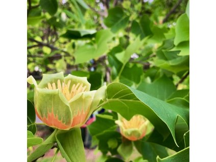 liliovník čínsky lat. Liliodendron chinense syn. lyriovník, tulipánovník 30-50 Cm