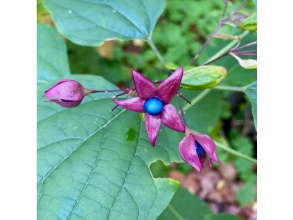 blahokeř trojmý Fargesův lat. Clerodendrum trichotomum var. Fargesii Menší okrasný strom s vonnými květy a nápadnými plody