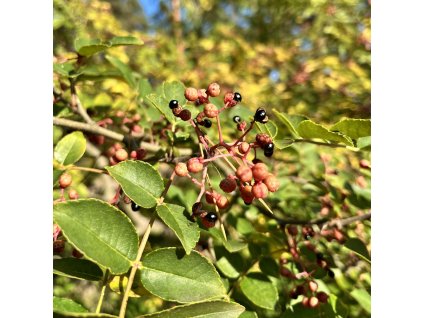 Žlutodřev čínský lat. Zanthoxylum simulans syn. čínský pepř, čínský pichlavý jasan 60-80 Cm