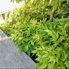 nandina domácí ´Lemon Lime´ lat. Nandina domestica 30-50 Cm