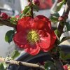 kdoulovec ozdobný ´Pink Storm´ lat. Chaenomeles speciosa syn. lahvicovitý 60-100 Cm