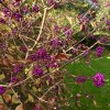 krásnoplodka bodinierova ´Imperial Pearl®´ lat. Callicarpa bodinieri
