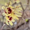 zimokvět časný lat. Chimonanthus praecox (Calycanthus)  Okrasný keř s jedinečně vonnými květy