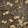 zimokvět časný lat. Chimonanthus praecox (Calycanthus)  Okrasný keř s jedinečně vonnými květy