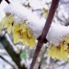 zimokvět časný lat. Chimonanthus praecox (Calycanthus)  Okrasný keř s jedinečně vonnými květy