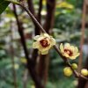 zimokvět časný lat. Chimonanthus praecox (Calycanthus)  Okrasný keř s jedinečně vonnými květy