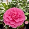 kamélie´Debbie´ lat. Camellia x williamsii  mrazuvzdorná stálezelená kamélie s elegantními růžovými květy
