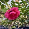 kamélie´Debbie´ lat. Camellia x williamsii  mrazuvzdorná stálezelená kamélie s elegantními růžovými květy