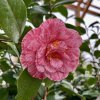 kamélie japonská ´Giuseppe Traverso´ lat. Camellia japonica