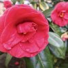 kamélie japonská ´Gran Sultano´ lat. Camellia japonica