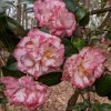 kamélie japonská ´Margeret Davis´ lat. Camellia japonica